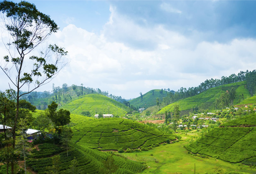 Nuwara Eliya Sri Lanka